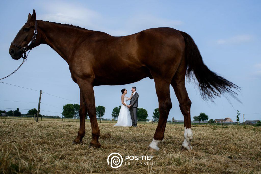 paard huwelijk